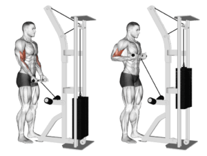 22 Long Head Biceps Exercises | Barbell | Dumbbell | Cable - Yes Strength