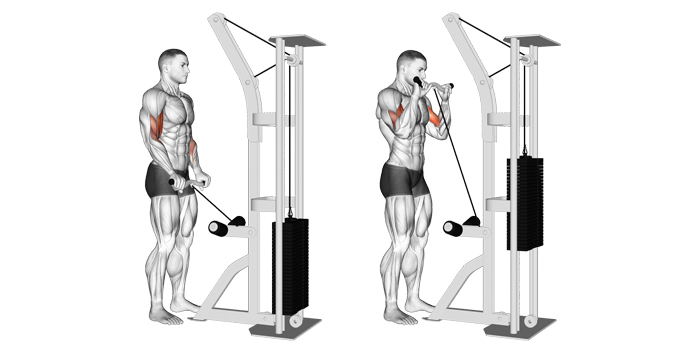 Cable Reverse Bicep Curl