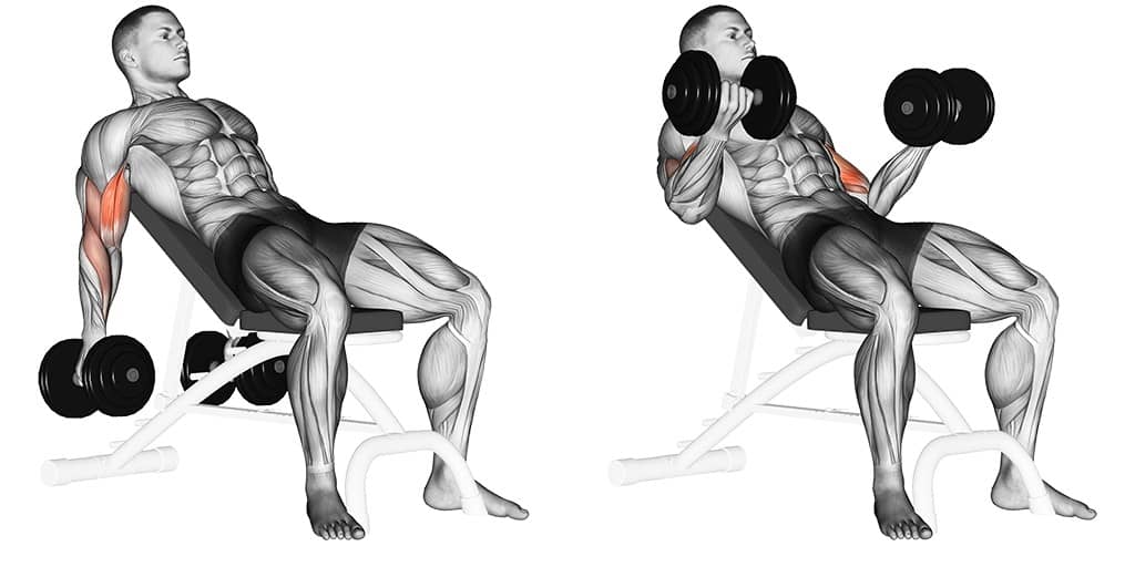 Inclined Dumbbell Curl long head biceps exercises