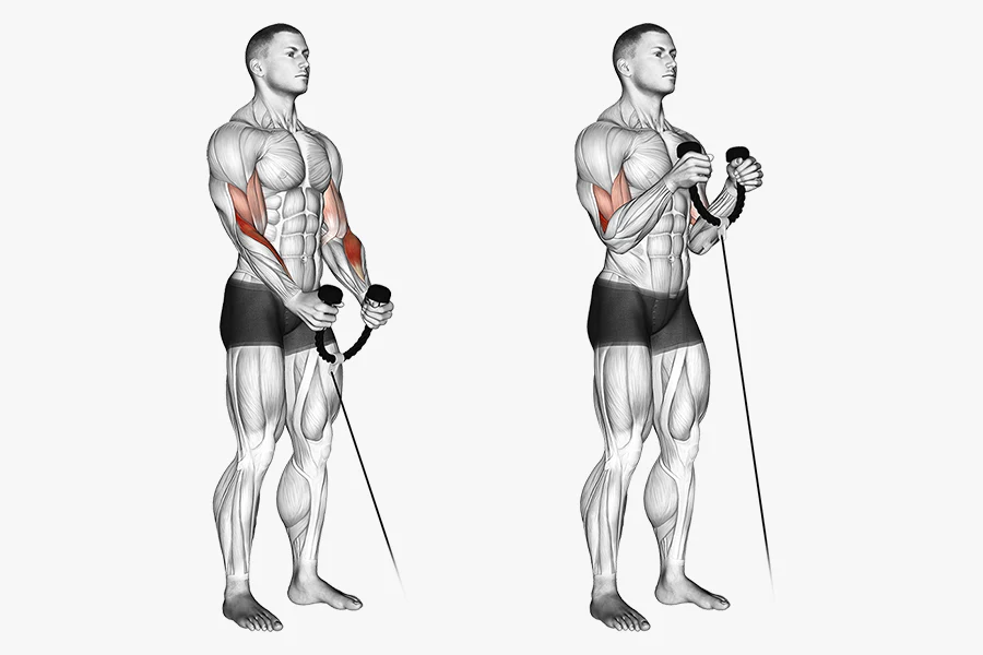 cable short head bicep curl