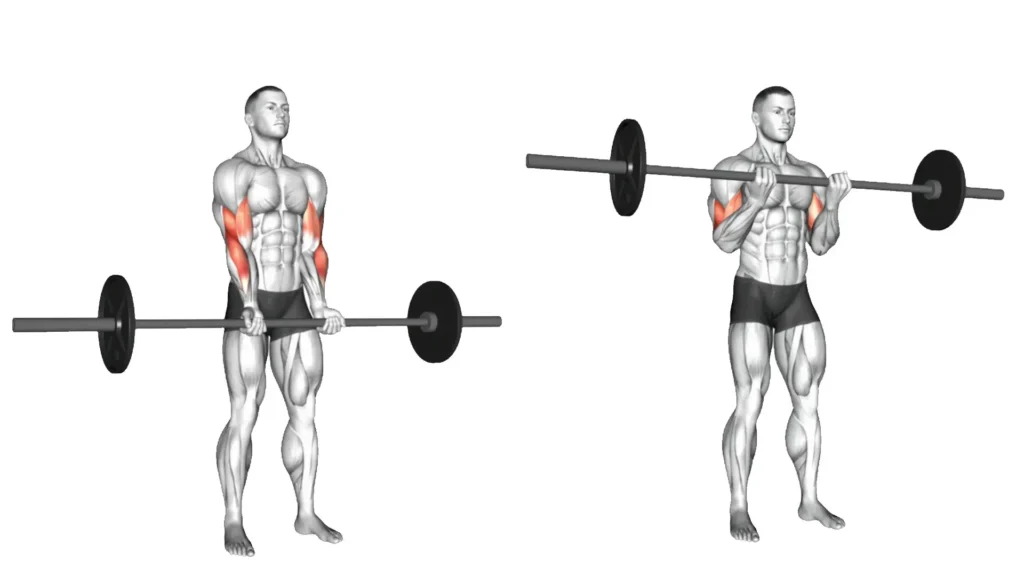close grip barbell curl long head biceps exercises
